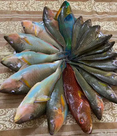 سمك طلبيات اليوم 3