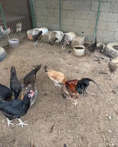 دجاج منوع بأسعار مناسبة 4