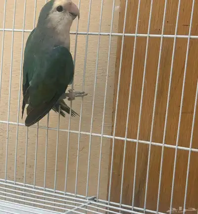 للبيع زوجين روز وفرد أنثى منتجه ماشاءالله وحجم جامبو 1