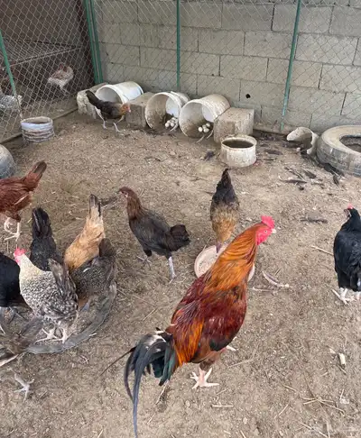 دجاج منوع بأسعار مناسبة 1