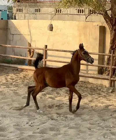 للبيع مهر واهو 1