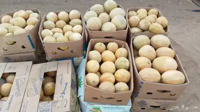 شمام للبيع 0