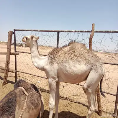 قعدان 0