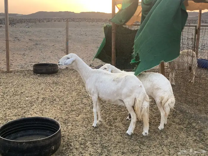نعاج ذبايح 1