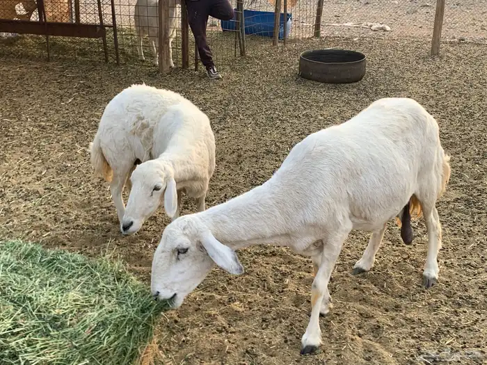 نعاج ذبايح 2