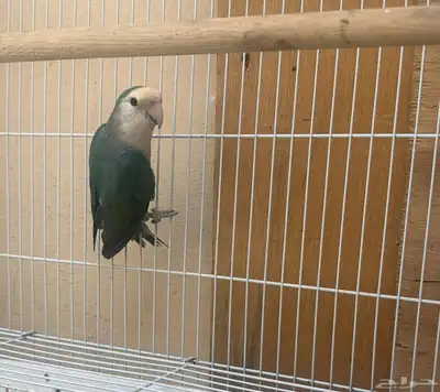 للبيع زوجين روز وفرد أنثى منتجه ماشاءالله وحجم جامبو 0
