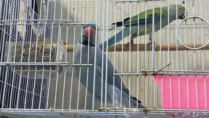 جوز درة هولندي للبيع ( تم البيع ) 1