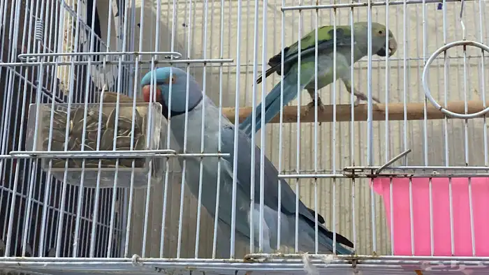 جوز درة هولندي للبيع ( تم البيع ) 2