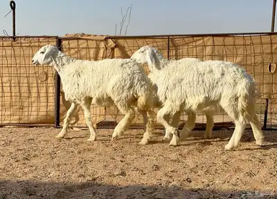 ارخال حريات 0