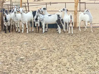 جفار للبيع 1