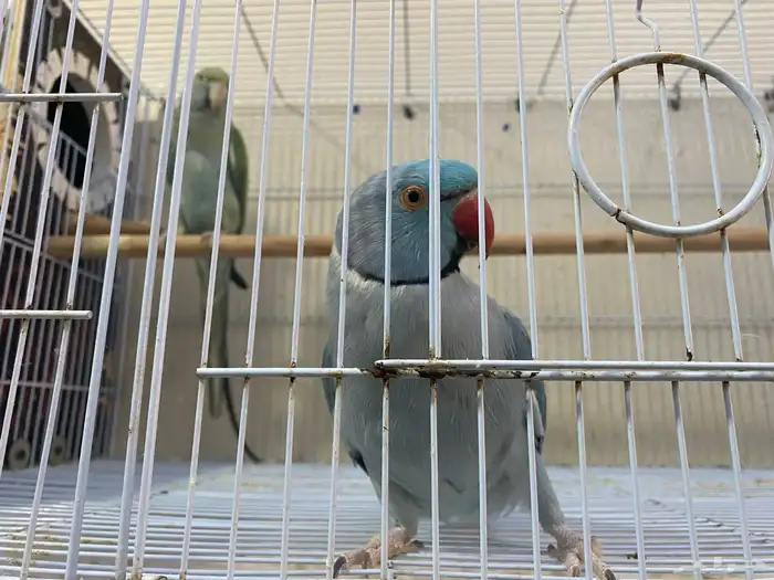 جوز درة هولندي للبيع ( تم البيع ) 0