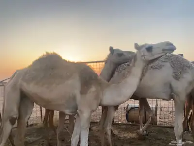 بكره للبيع 0