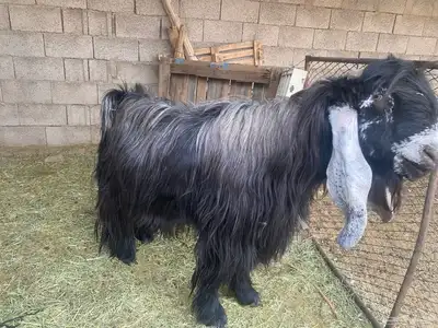 تيس عارضي فحل 1
