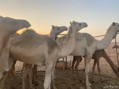 بكره للبيع 2