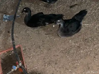 بط سوداني للبيع 0