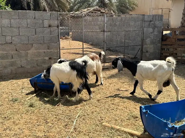 ابو تركي جاكم بمعزاه اللي تجمل ويستقبل في مكانه بالخرج 3