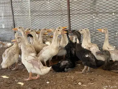 بط العمر تقريبا  شهر 0