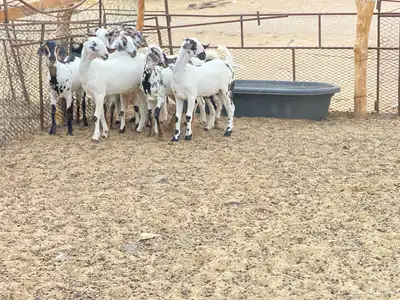 جفار للبيع 0