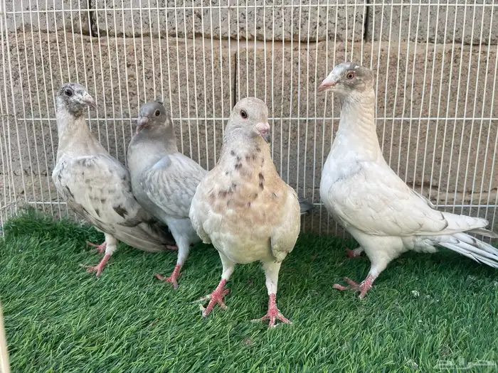 زاجل زينه 4