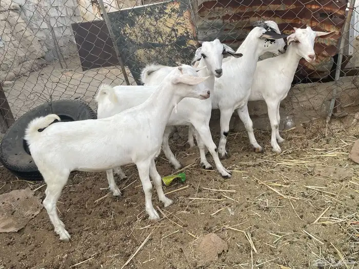 ذبايح   .. تم البيع 0