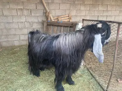تيس عارضي فحل 0