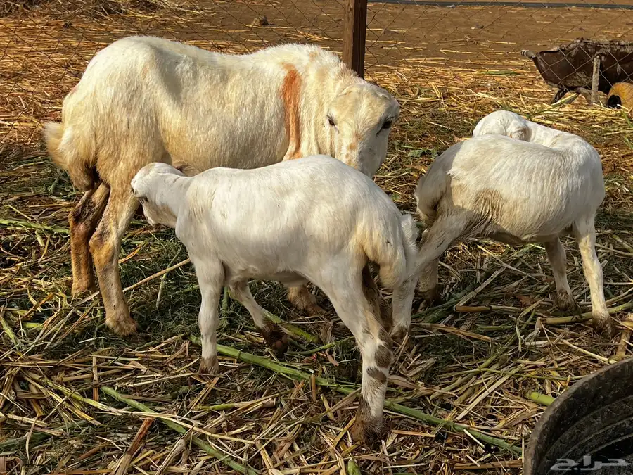نعجه منتوج بتوم رخيل index
