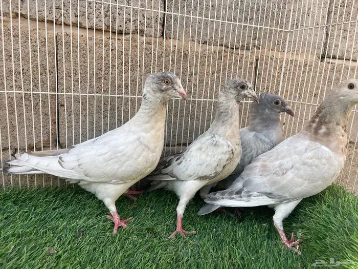 زاجل زينه 2
