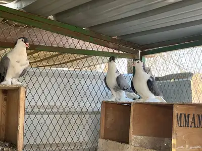 حمام شيرازي 4