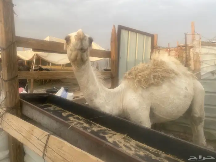 بيشة 1