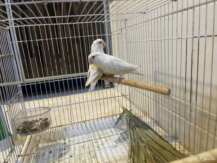 جوز روز البينو منتج 0