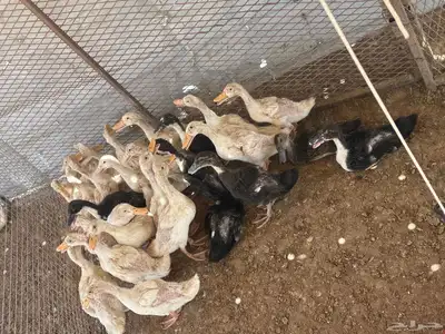 بط العمر تقريبا  شهر 1