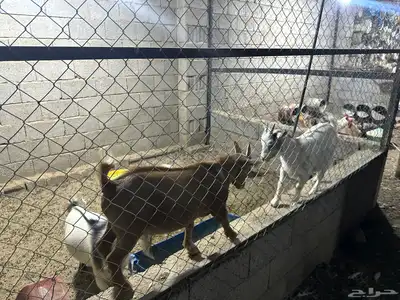 للبيع غنم قزمية صنف 1