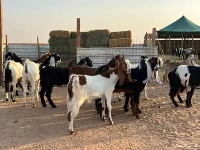 معزا مشاريك 6