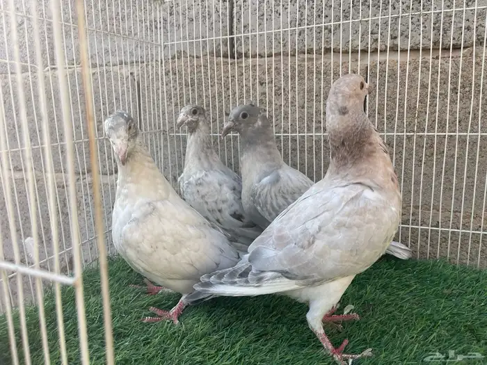 زاجل زينه 3