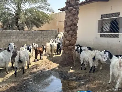 ابو تركي جاكم بمعزاه اللي تجمل ويستقبل في مكانه بالخرج 8