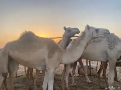 بكره للبيع 3