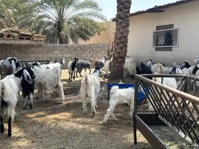 ابو تركي جاكم بمعزاه اللي تجمل ويستقبل في مكانه بالخرج 7