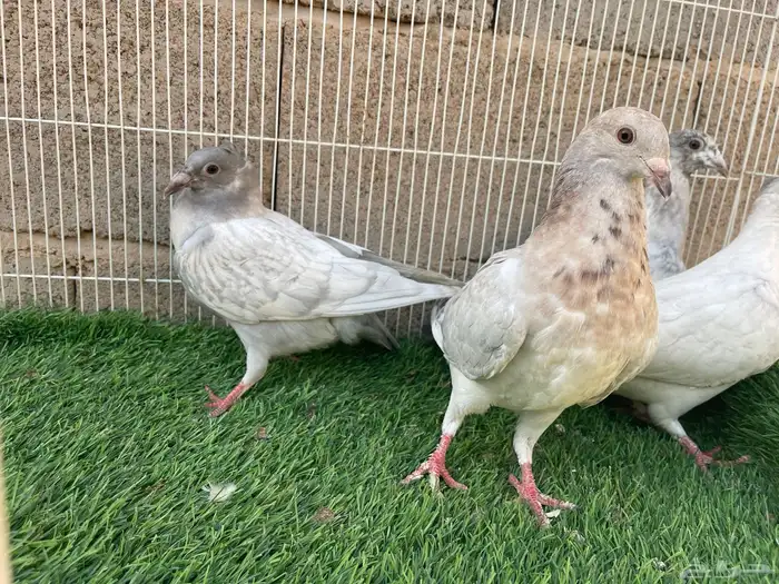 زاجل زينه 5