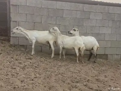 ظان رفيدي متابيع 0