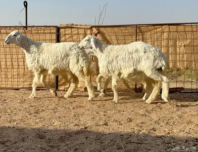 ارخال حريات 1