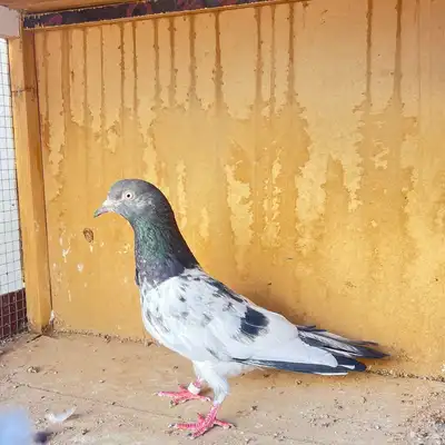 حمام باكستاني 0