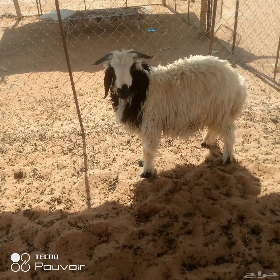 ذبيحه للبيع 0