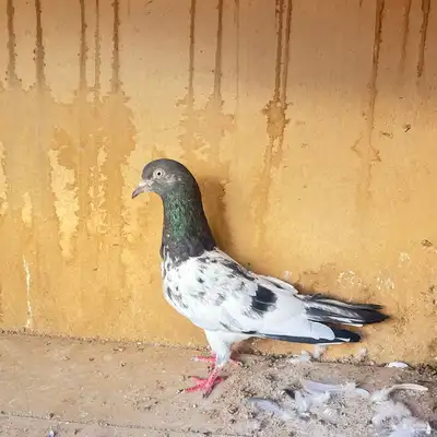 حمام باكستاني 1