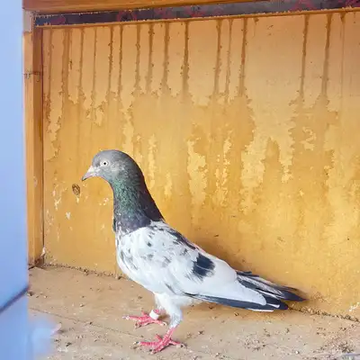 حمام باكستاني 2