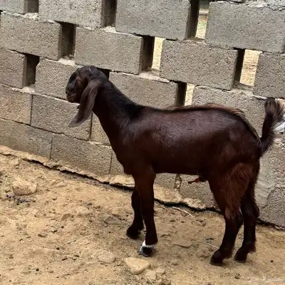 تيس للبيع 0