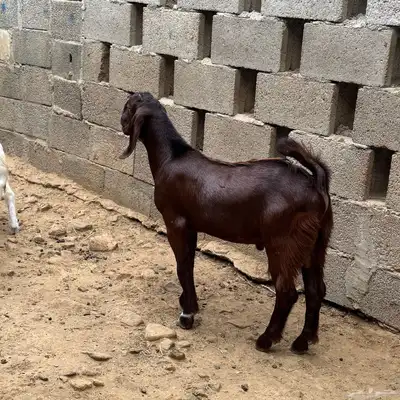 تيس للبيع 1