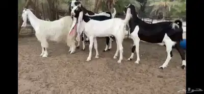 للبيع 6 معزا نوادر 17