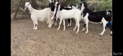 للبيع 6 معزا نوادر 18