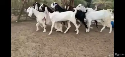 للبيع 6 معزا نوادر 1