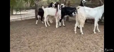 للبيع 6 معزا نوادر 5